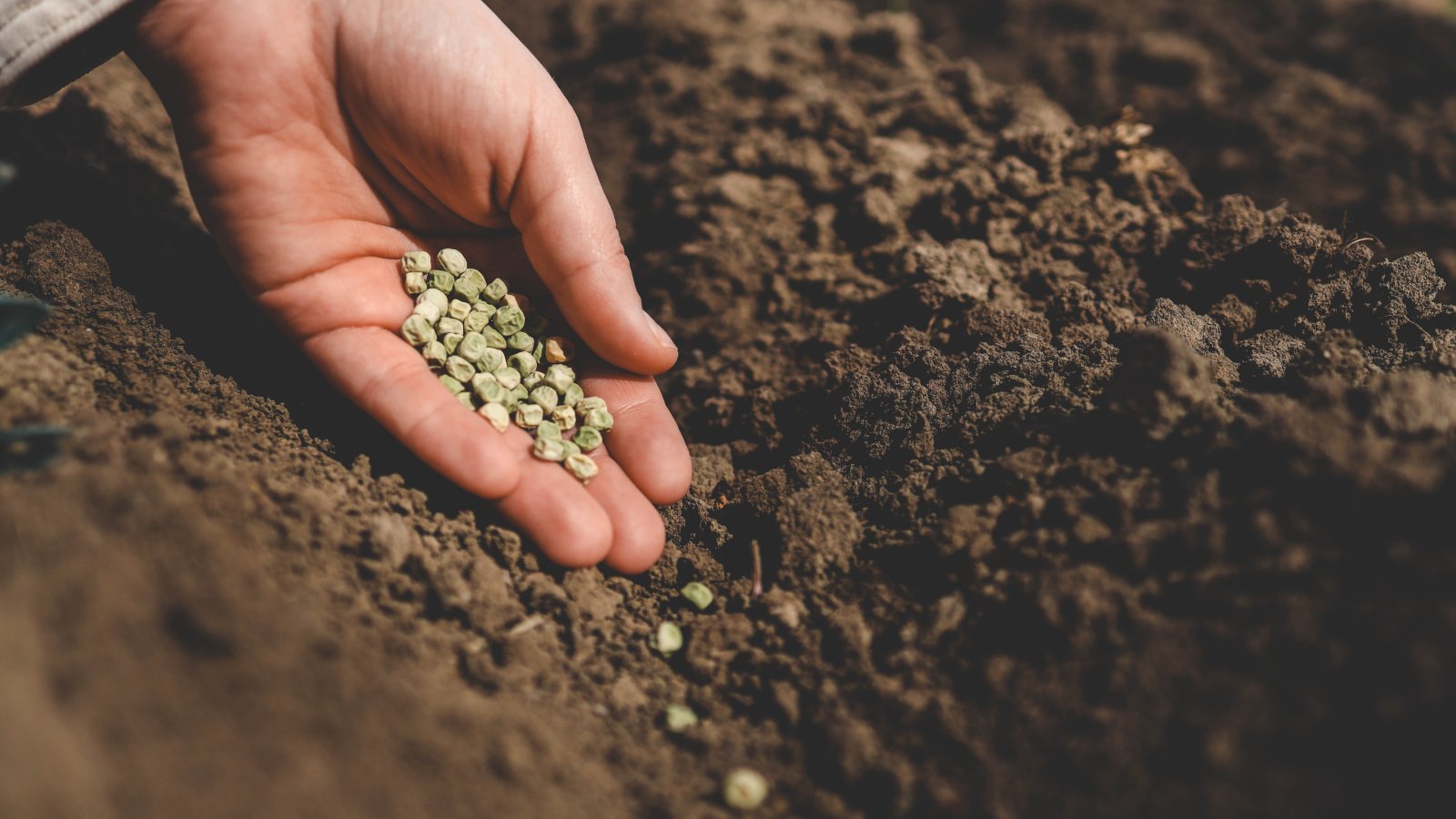 Why Jesus Taught in Parables — and How to Read Them Today
